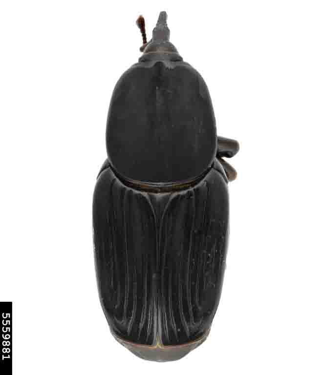 rhynchophorus-cruentatus-black