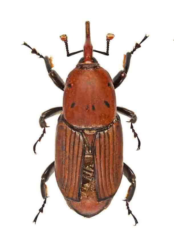 rhynchophorus-ferrugineus