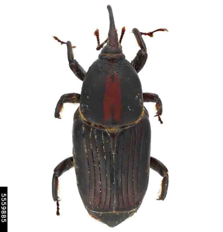 rhynchophorus-ferrugineus