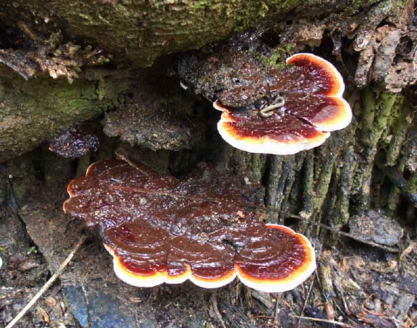 ganoderma