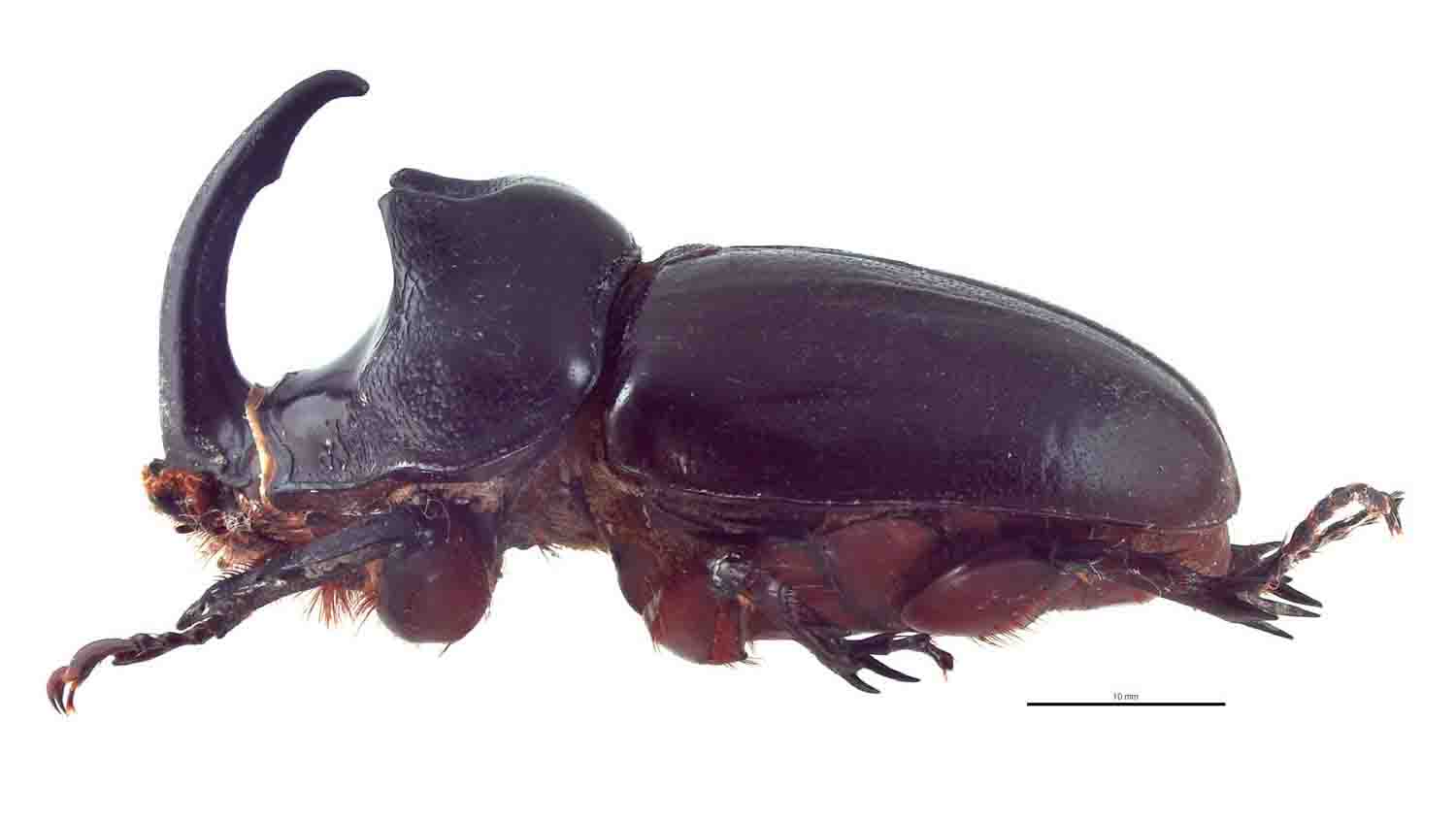 oryctes-centaurus-male