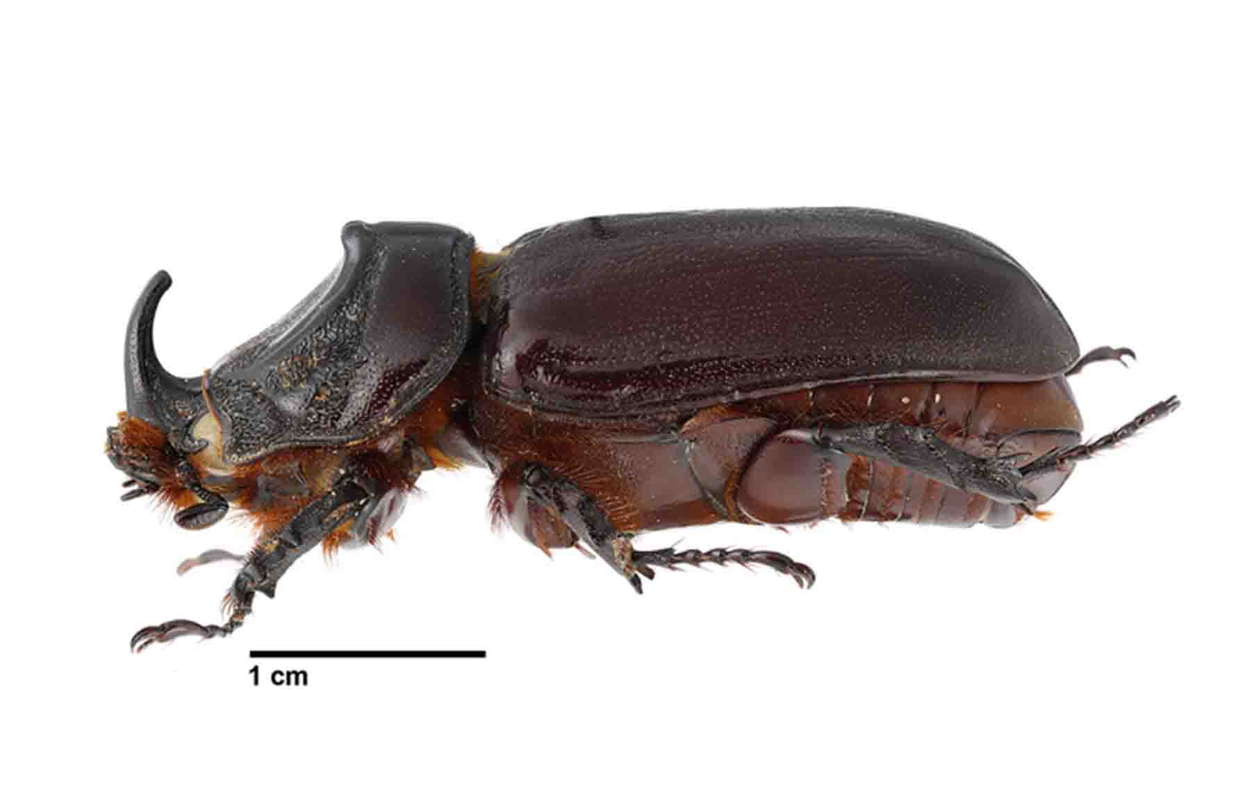 oryctes-monoceros-male