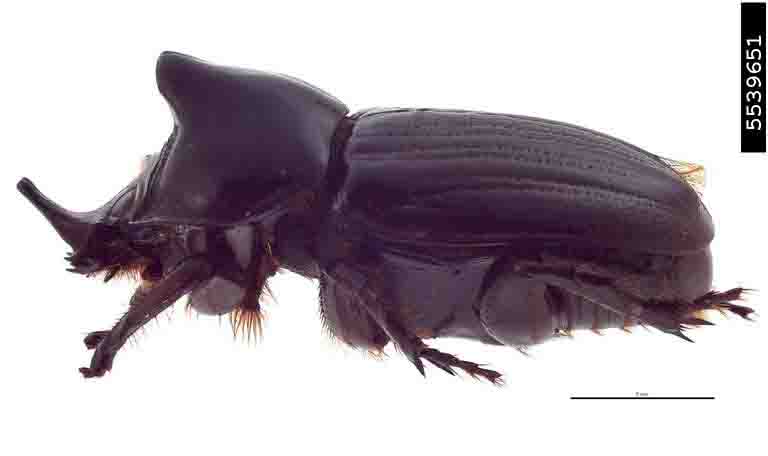 papuana-lansbergei-male