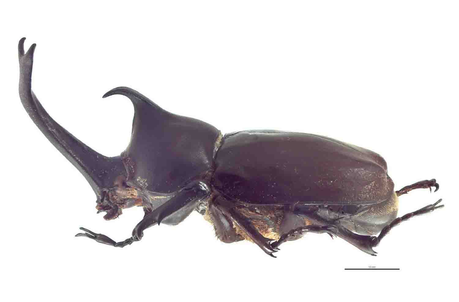 trypoxylus-dichotomus-male