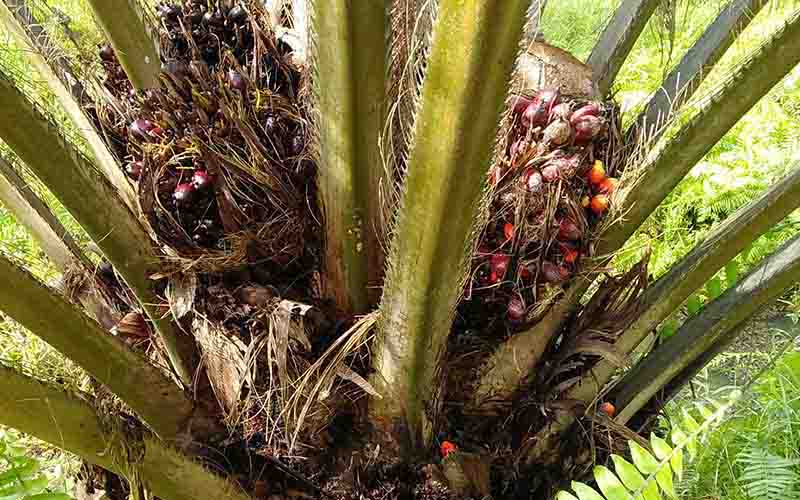 produksi_kebun