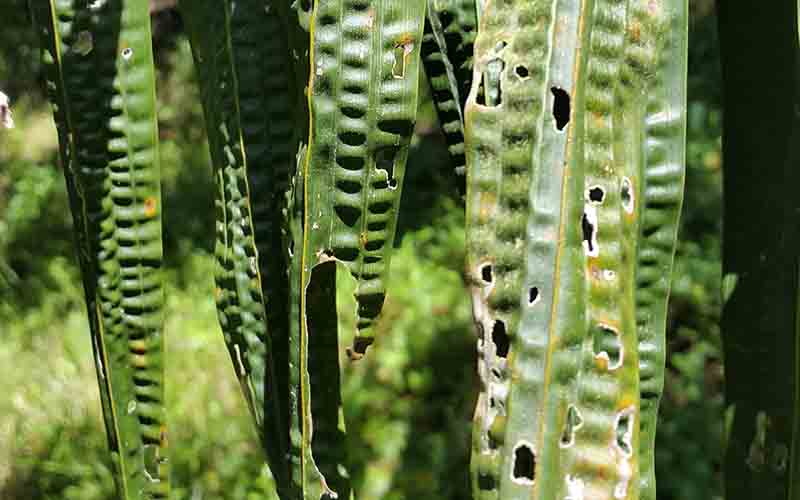 produksi-kebun